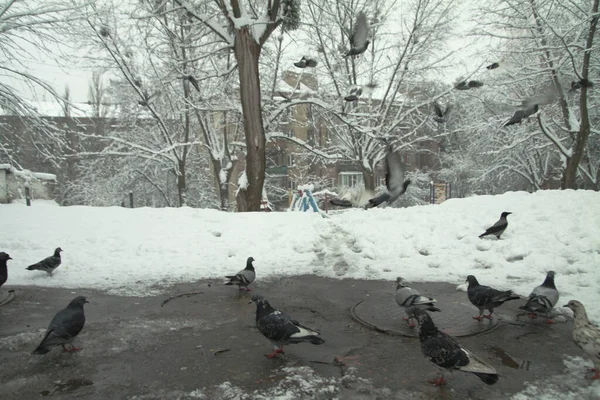 Many street pigeons eat in the winter on snow. Cold December City Day — ストック写真