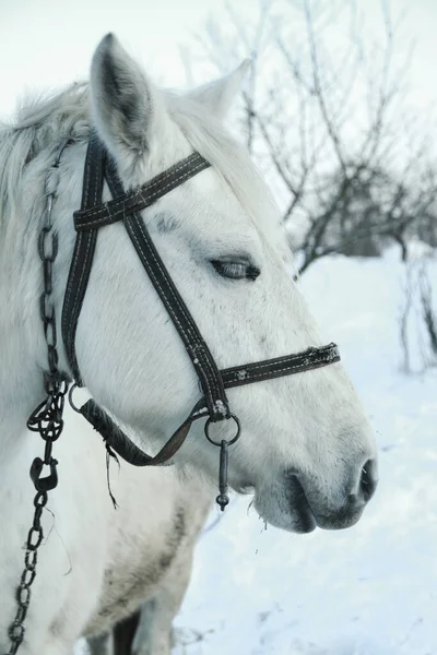 Beautiful white-gray horse in the winter at the farm. New Year\'s landscape with a noble animal. Christmas theme