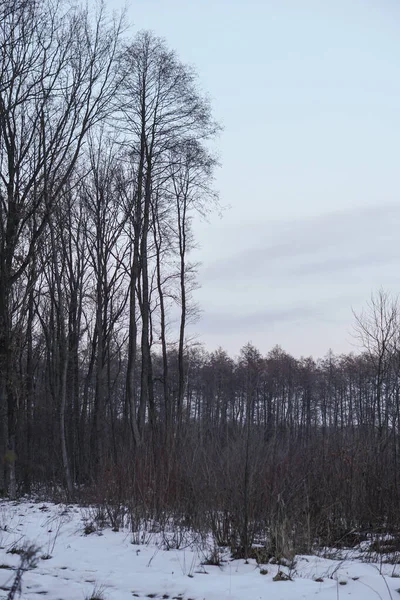 木々や森を背景にした美しい冬の風景。クリスマスと新年の気分。おとぎ話のように雪と景色 — ストック写真