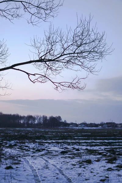 木々や森を背景にした美しい冬の風景。クリスマスと新年の気分。おとぎ話のように雪と景色 — ストック写真