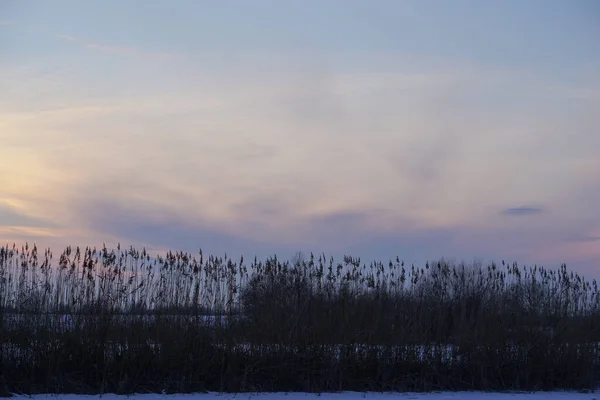 Bulrush on the lake at sunset. River landscape at sunrise. Graphic background — ストック写真