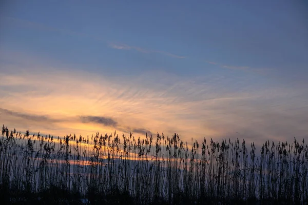 Bulrush auf dem See bei Sonnenuntergang. Flusslandschaft bei Sonnenaufgang. Grafischer Hintergrund — Stockfoto