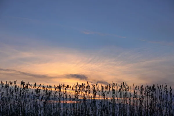 Bulrush auf dem See bei Sonnenuntergang. Flusslandschaft bei Sonnenaufgang. Grafischer Hintergrund — Stockfoto