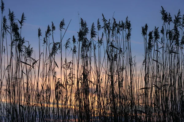 Bulrush on the lake at sunset. River landscape at sunrise. Graphic background — ストック写真