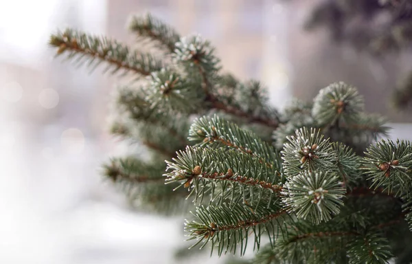 Christmas tree branches on a background of snowfall in the city. Christmas and New Year mood — Stockfoto