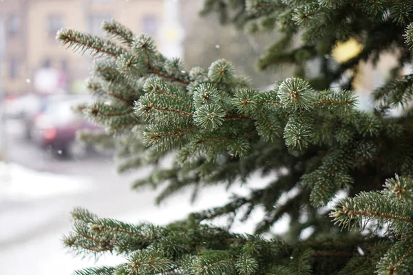 Christmas tree branches on a background of snowfall in the city. Christmas and New Year mood — Stockfoto