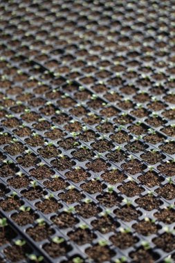 Paletlerdeki bir serada yetişen farklı bitkiler. Tarım endüstrisindeki iş konuları. Satılık gıda endüstrisi. Gmo 'suz eko ürünler