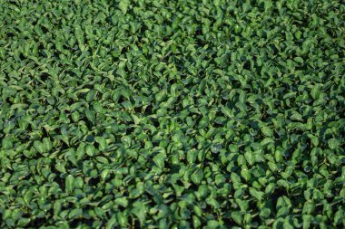 Bahçedeki yemyeşil bitki örtüsü. Lahana ve marul serasında tohumlar var. Vejetaryenler için yeşil arkaplan.