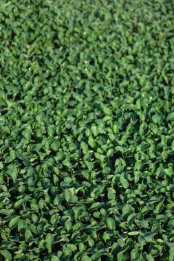 Bahçedeki yemyeşil bitki örtüsü. Lahana ve marul serasında tohumlar var. Vejetaryenler için yeşil arkaplan.