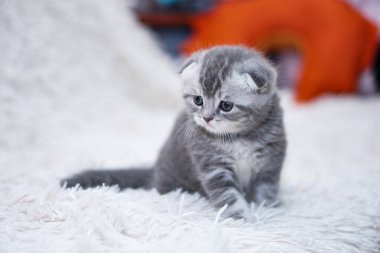 Kanepedeki güzel evcil kedi güneşleniyor. Evde evcil hayvanlar var. Evcil hayvan evde oynanıyor. Stok fotoğrafı