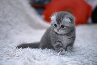 Kanepedeki güzel evcil kedi güneşleniyor. Evde evcil hayvanlar var. Evcil hayvan evde oynanıyor. Stok fotoğrafı