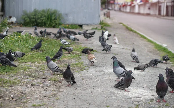 비둘기들은 도시에 흩어졌다 건축을 배경으로 동물들 — 스톡 사진