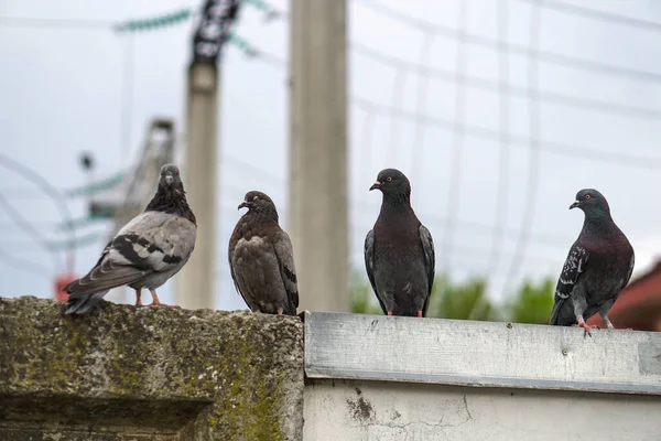 街中にハトが散乱している 建築の背景にある動物 — ストック写真