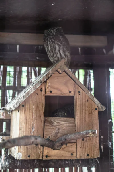 Güzel Baykuş Hayvanat Bahçesindeki Evinin Önünde Oturuyor Doğadaki Hayvan Teması — Stok fotoğraf