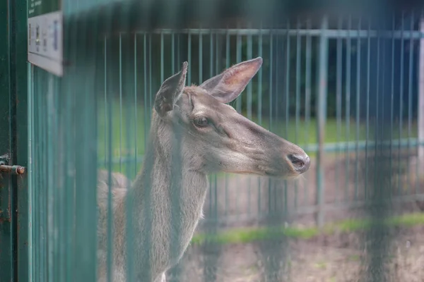 Cerf Dans Cage Zoo Sur Fond Maison Treillis Des Moqueries — Photo