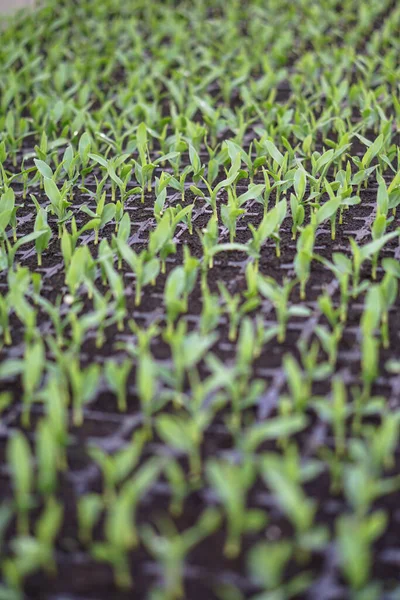 Brotos Plantas Diferentes Uma Estufa Paletes Tema Dos Negócios Indústria — Fotografia de Stock