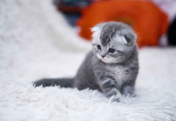 Beau Chat Domestique Sur Canapé Prélasse Animaux Domestiques Dans Maison — Photo