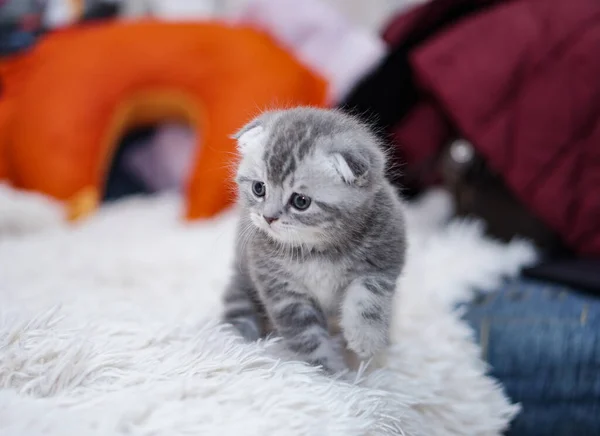 Die Schöne Hauskatze Auf Der Couch Sonnt Sich Haustiere Haus — Stockfoto