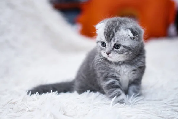 Beau Chat Domestique Sur Canapé Prélasse Animaux Domestiques Dans Maison — Photo