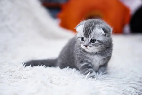 Beautiful Domestic Cat Couch Basking Domestic Animals House Pet Played — Stock Photo, Image