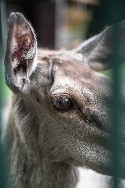 Evin arka planında ve çardaklarda geyik hayvanat bahçesinde. Hayvanlarla alay etmek. Av alanları.