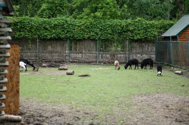 Çayırdaki bir çiftlikte eşek. Hayvan sokakta yürür. Kırsal tema fotoğrafını stokla