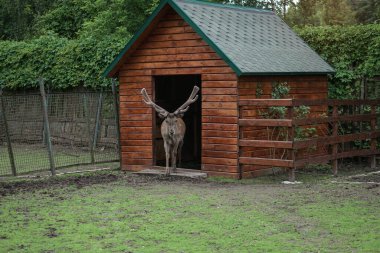 Evin arka planında ve çardaklarda geyik hayvanat bahçesinde. Hayvanlarla alay etmek. Av alanları.