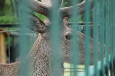 Evin arka planında ve çardaklarda geyik hayvanat bahçesinde. Hayvanlarla alay etmek. Av alanları.