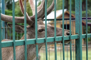 Evin arka planında ve çardaklarda geyik hayvanat bahçesinde. Hayvanlarla alay etmek. Av alanları.