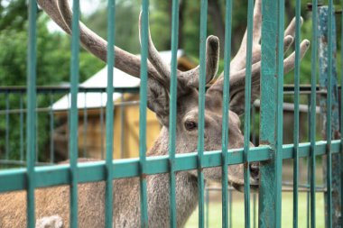 Evin arka planında ve çardaklarda geyik hayvanat bahçesinde. Hayvanlarla alay etmek. Av alanları.