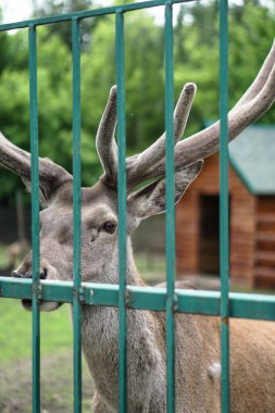 Evin arka planında ve çardaklarda geyik hayvanat bahçesinde. Hayvanlarla alay etmek. Av alanları.