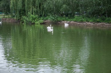 Güzel bahar nehri akmakta olan kuğular gibi. Sabahları ve akşamları renkli manzaralar. Dünyanın ıssız yerlerine seyahat et. Tasarım için stok fotoğrafı