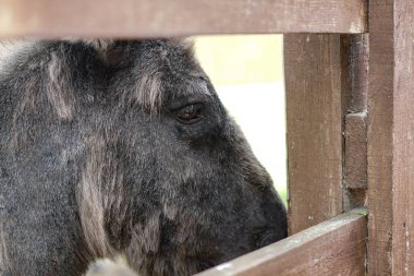 Çayırdaki bir çiftlikte eşek. Hayvan sokakta yürür. Kırsal tema fotoğrafını stokla