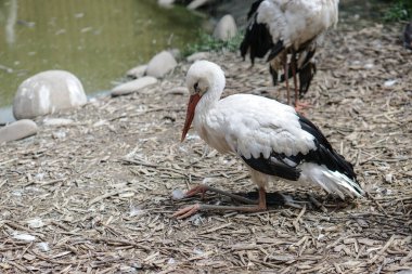 Leylek ve turna bir çiftliğin yakınındaki çayırda park halindeler. Kuşlar sıcak köşelerden geldi..