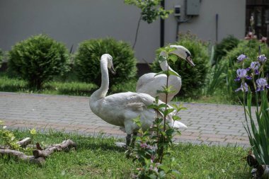 Swan çalıların ve çiçeklerin arasında çimlerde yürüyor. Güzel bir yaz gününde kuğular