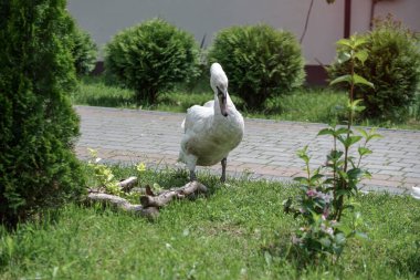 Swan çalıların ve çiçeklerin arasında çimlerde yürüyor. Güzel bir yaz gününde kuğular