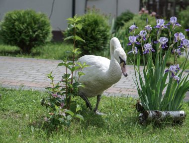 Swan çalıların ve çiçeklerin arasında çimlerde yürüyor. Güzel bir yaz gününde kuğular