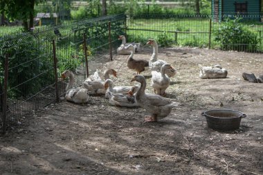 Kazları ve ördekleri olan bir çayırlık. Avrupa ve Rusya 'daki çiftlik hayvanları. Geçerli fotoğraf
