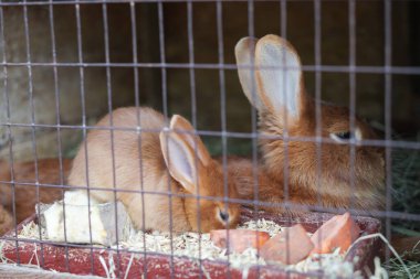 Kafesteki küçük tavşan. Yumuşak tavşanlardan oluşan bir aile. Stok fotoğrafı