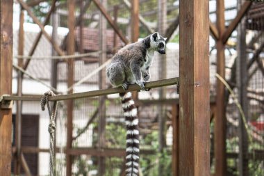 Güzel lemur bir ağaçta oturur, bir kütükte. Vahşi doğada bir hayvan, insan evinin yanında..