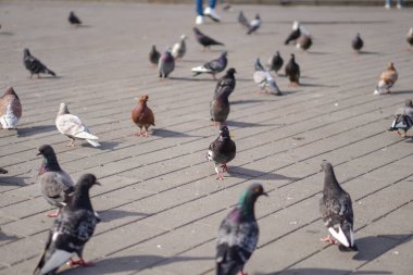 Sokak güvercinleri şehre dağılır. Mimarinin arka planındaki hayvanlar