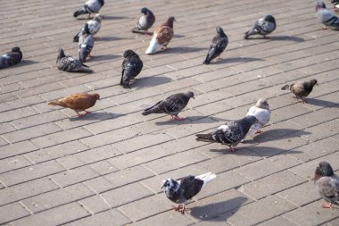 Sokak güvercinleri şehre dağılır. Mimarinin arka planındaki hayvanlar