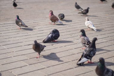 Sokak güvercinleri şehre dağılır. Mimarinin arka planındaki hayvanlar