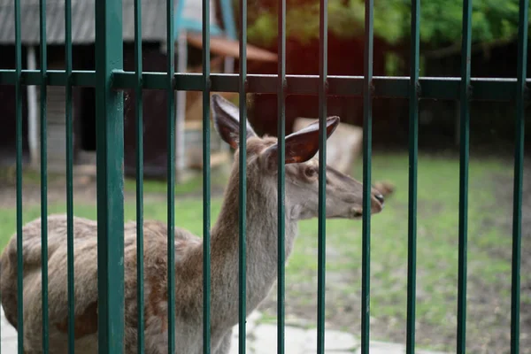 Cerf Dans Cage Zoo Sur Fond Maison Treillis Des Moqueries — Photo