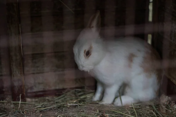 在笼子里的小兔子一群毛茸茸的兔子 库存照片 — 图库照片
