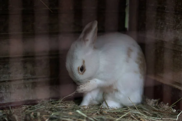 Petit Lapin Dans Une Cage Une Famille Lapins Moelleux Photo — Photo