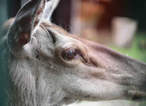 Cerf Dans Cage Zoo Sur Fond Maison Treillis Des Moqueries — Photo