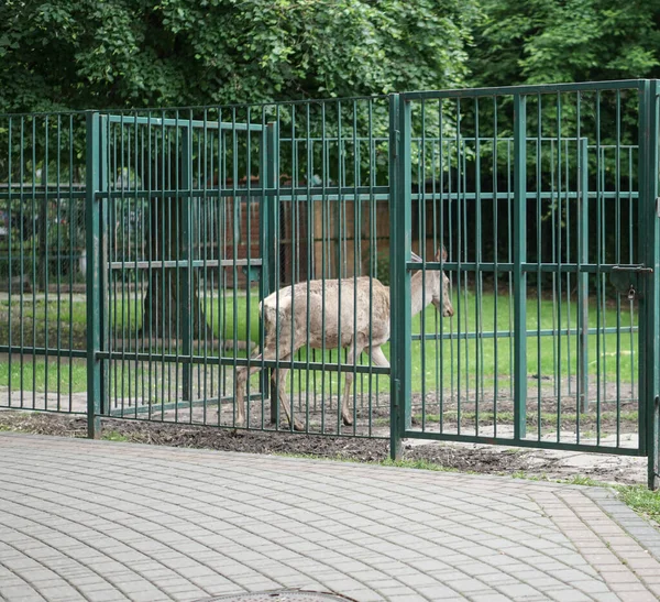 Cervi Nella Gabbia Dello Zoo Sullo Sfondo Della Casa Tralicci — Foto Stock