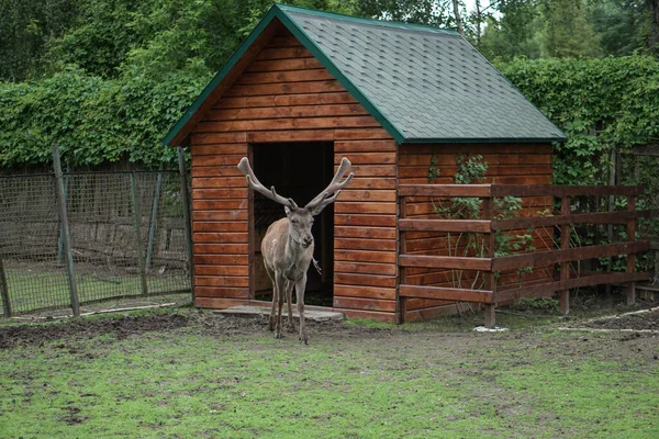 Jelen Kleci Zoo Pozadí Domu Trellises Zvířecí Výsměch Loviště — Stock fotografie
