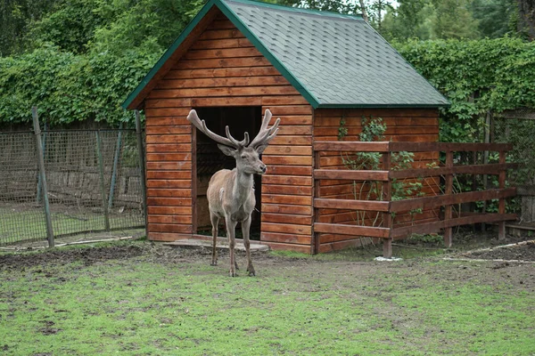 Cervi Nella Gabbia Dello Zoo Sullo Sfondo Della Casa Tralicci — Foto Stock